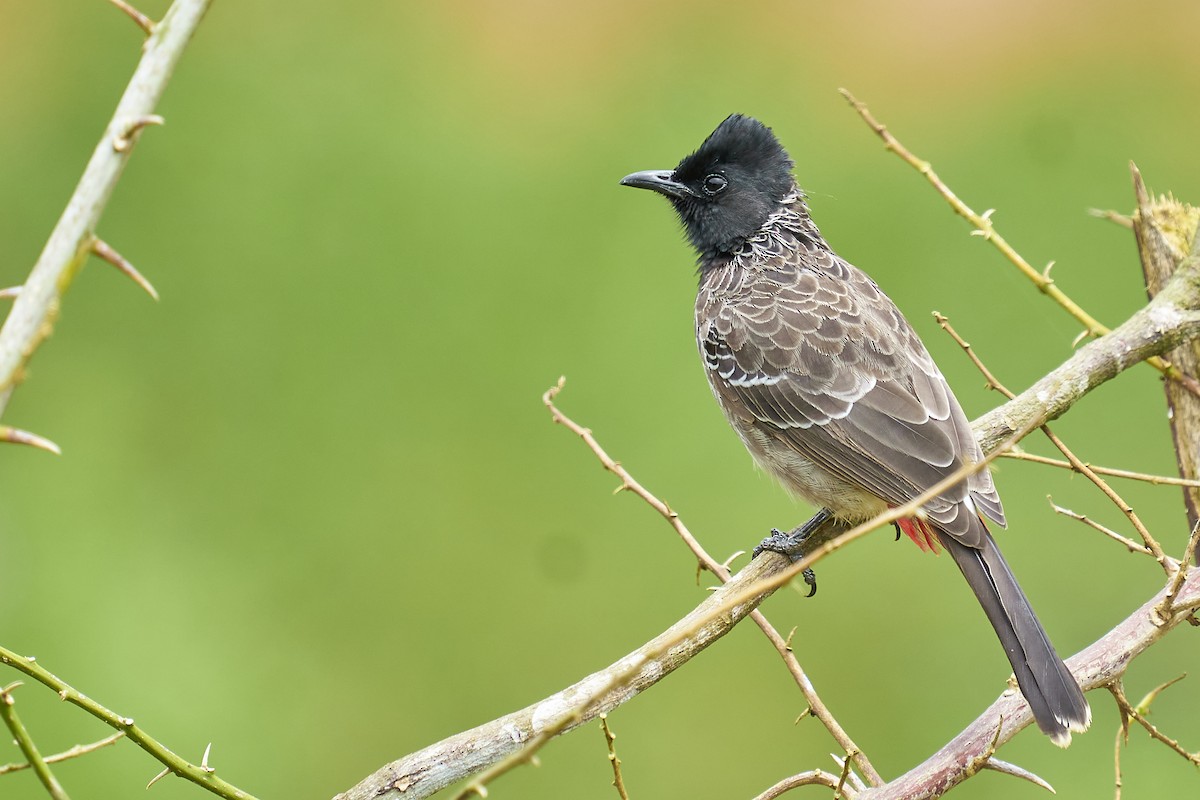 Red-vented Bulbul - ML366773361