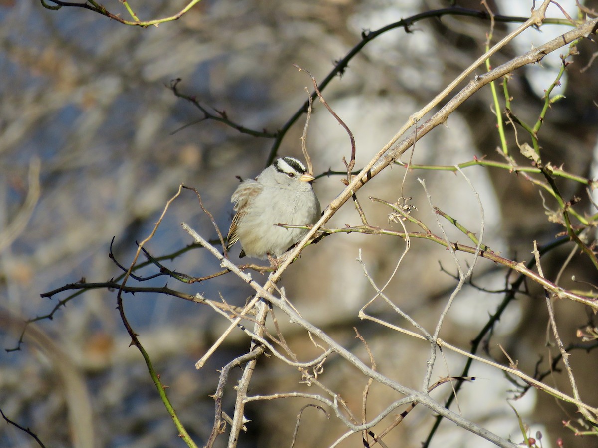 White-crowned Sparrow - ML366773381