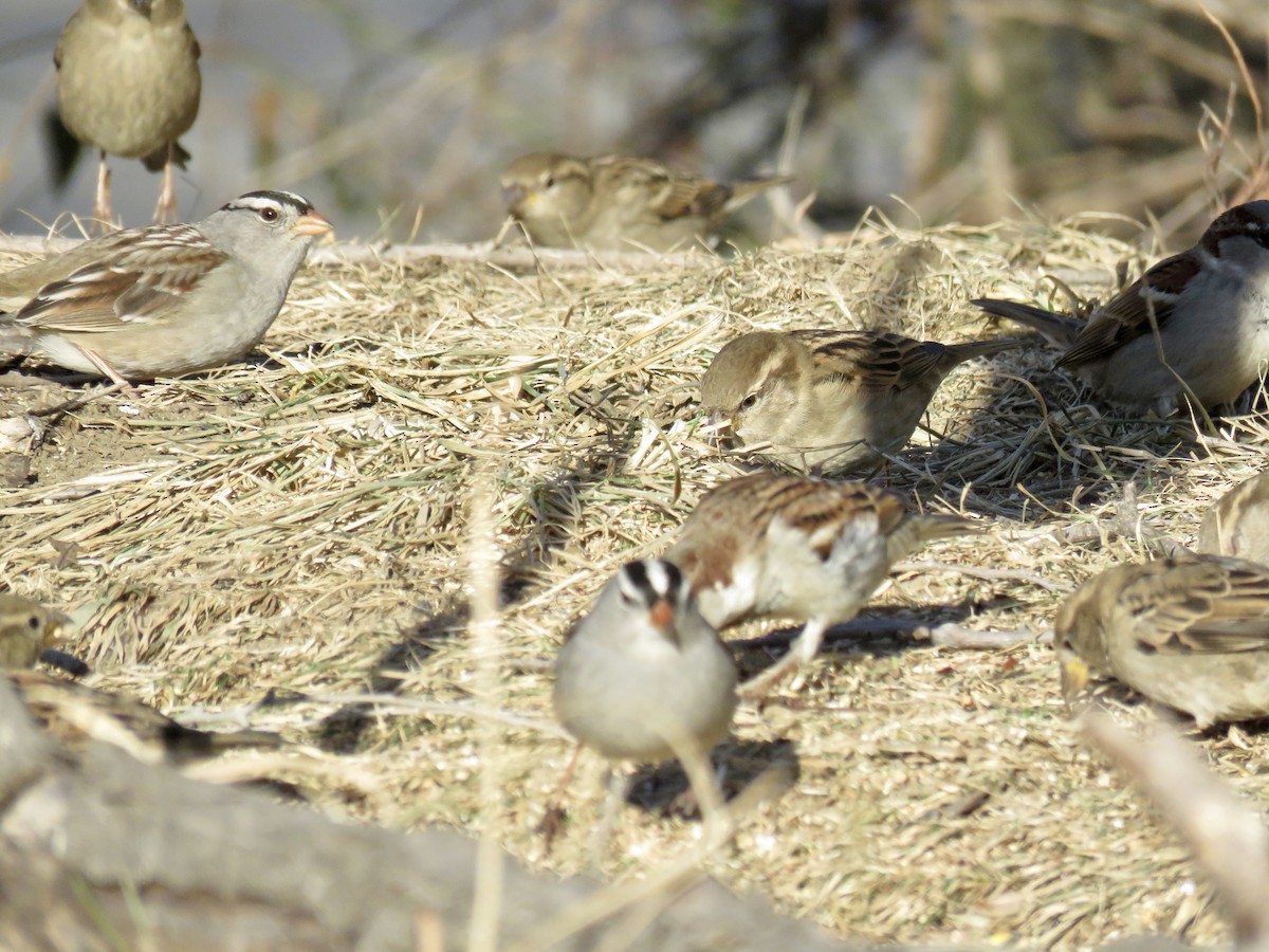 White-crowned Sparrow - ML366773391