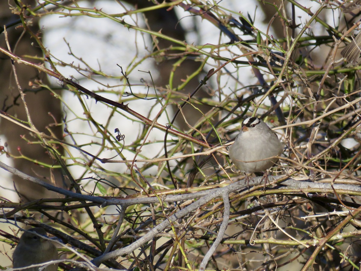 White-crowned Sparrow - ML366773421