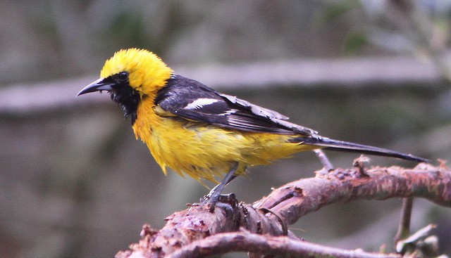 Hooded Oriole (nelsoni Group) - Don Roberson