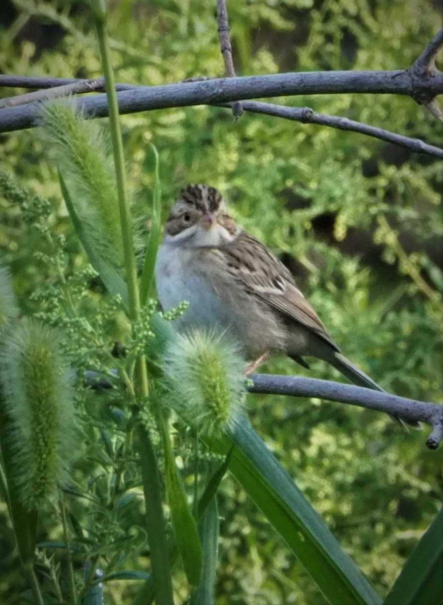 Clay-colored Sparrow - ML366785881