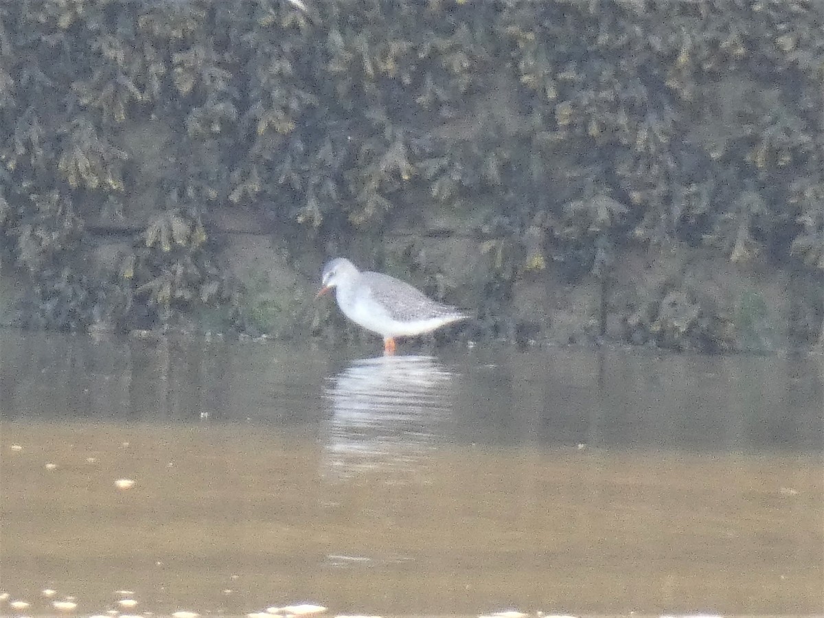 Spotted Redshank - Mike Tuer