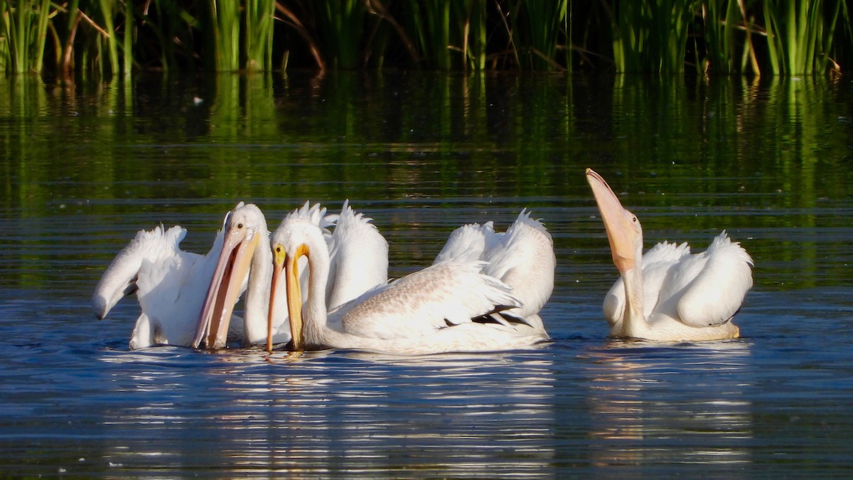 American White Pelican - Tom Zavitz