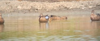 Blue-winged Teal, ML366797591