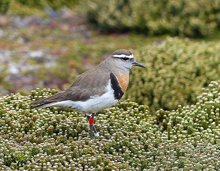 Rufous-chested Dotterel - ML36680031