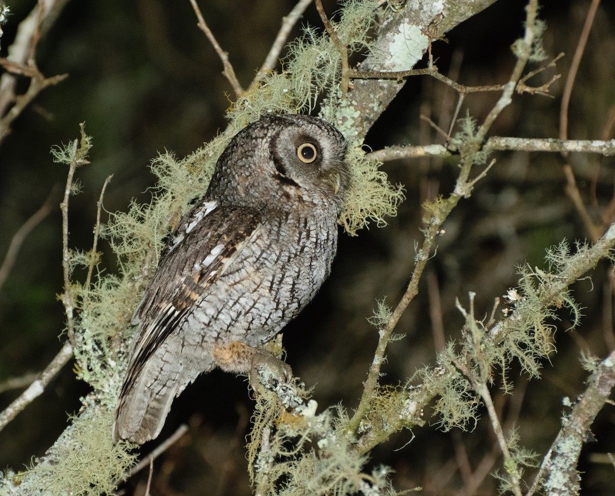 Long-tufted Screech-Owl - Andrés De Muro