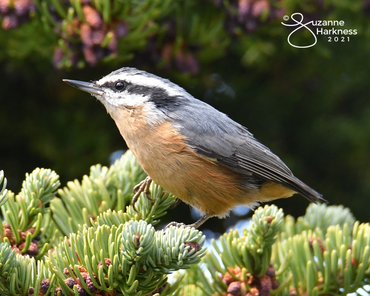 Red-breasted Nuthatch - Suzanne Harkness