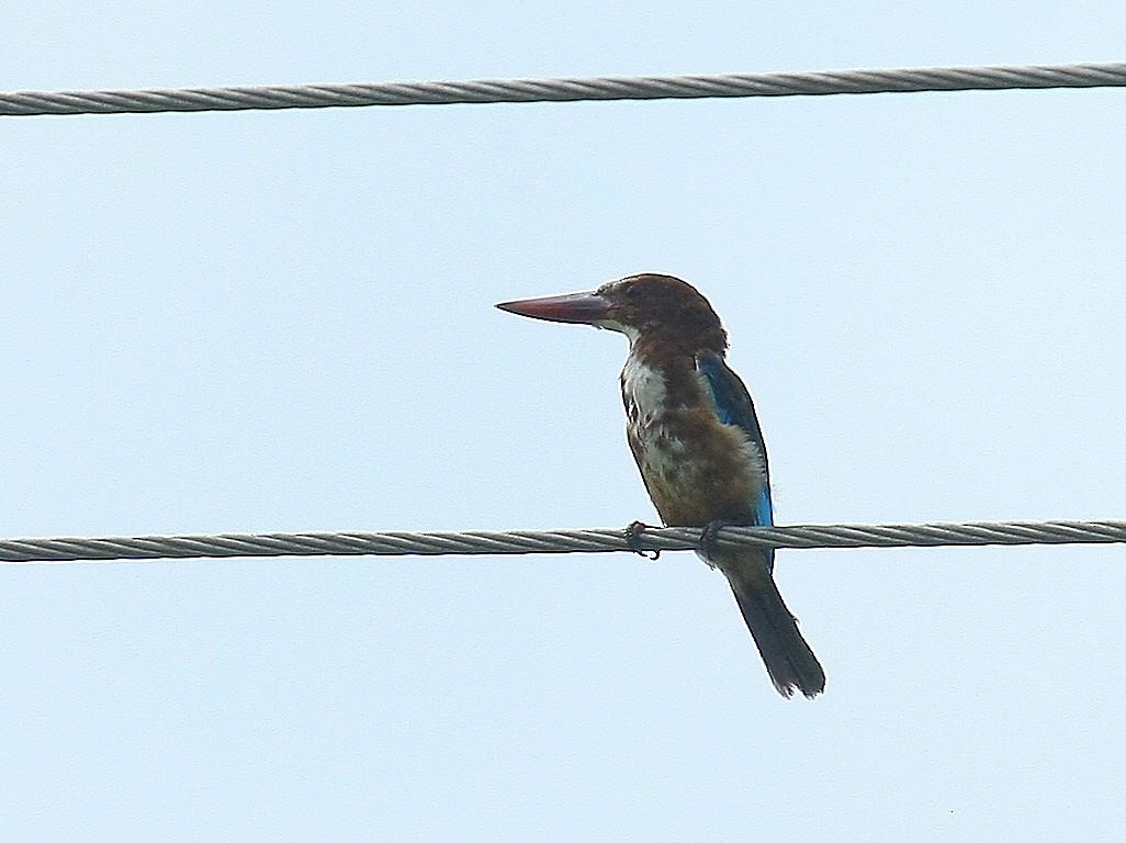 White-throated Kingfisher - Debashis Chowdhury