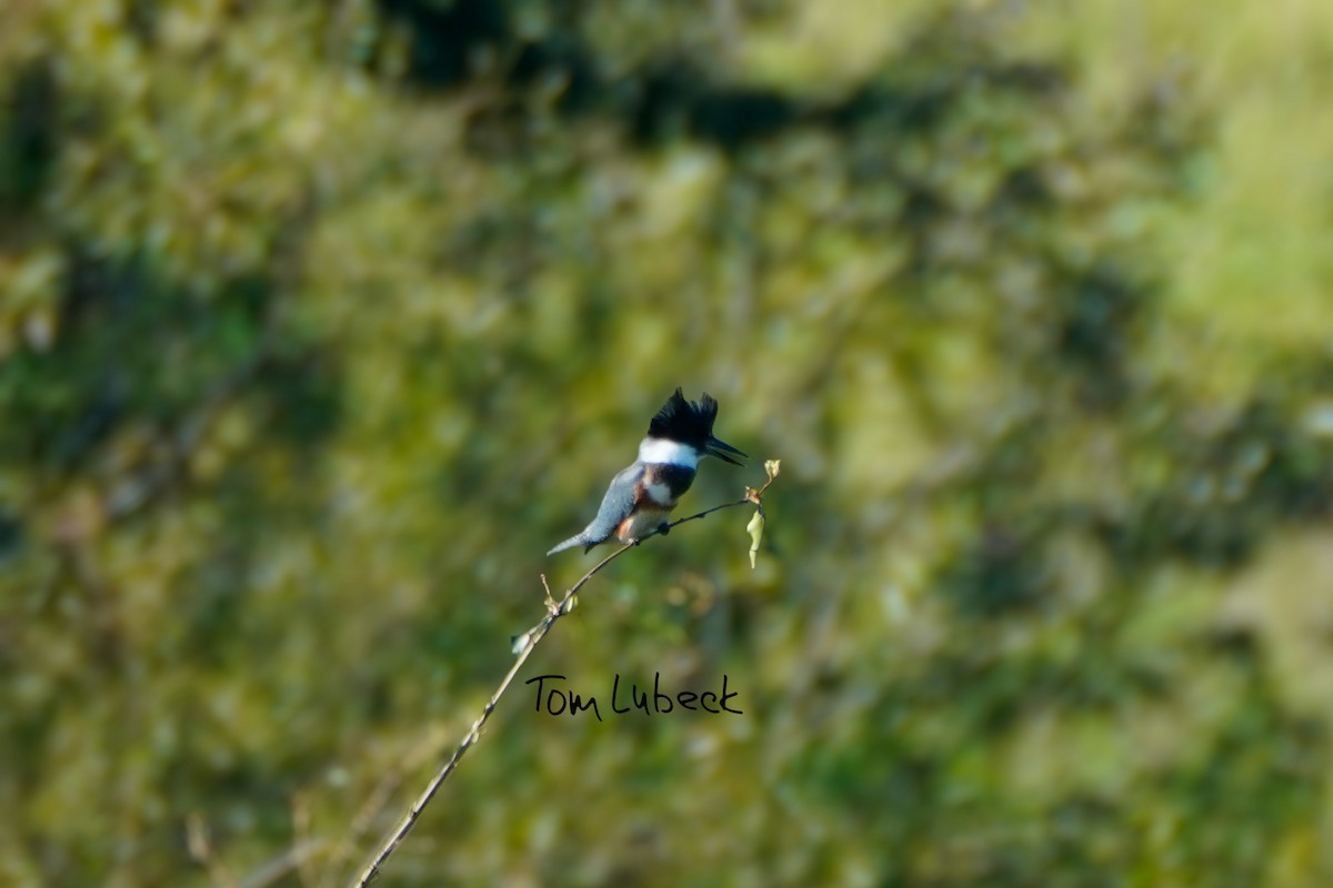 Belted Kingfisher - Tom Lubeck