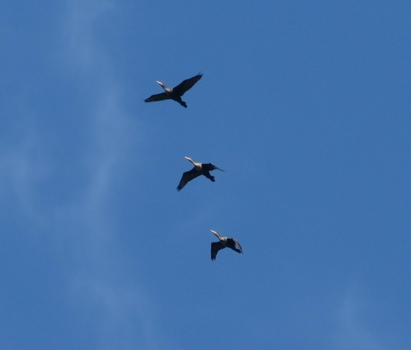 Double-crested Cormorant - Dallas Levey