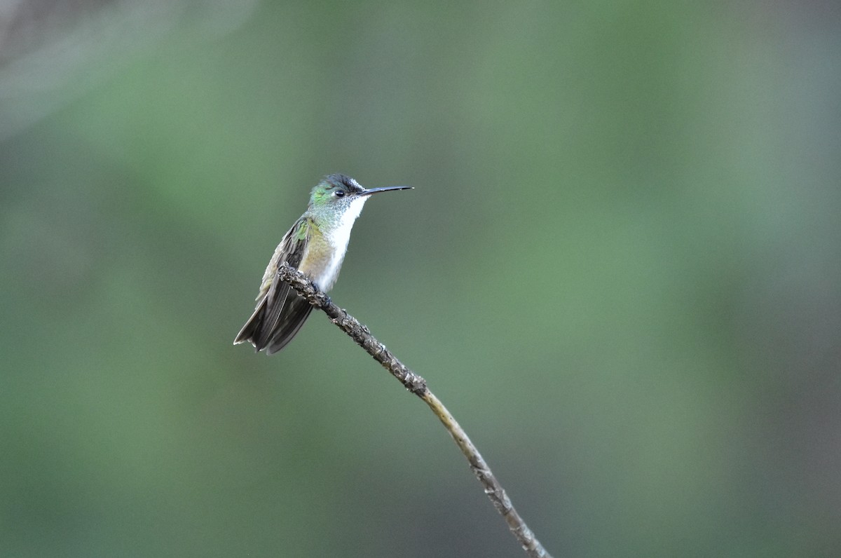 Azure-crowned Hummingbird - ML366811221