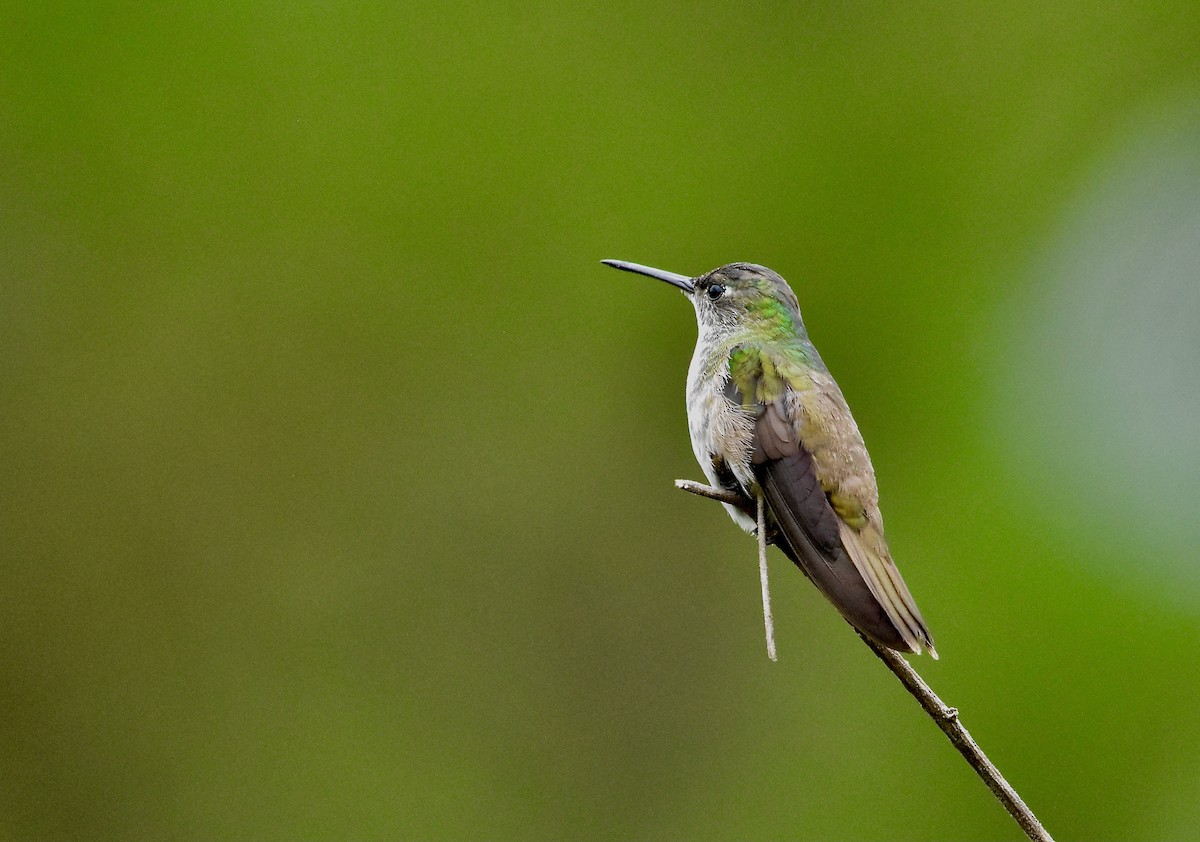 Azure-crowned Hummingbird - ML366811551