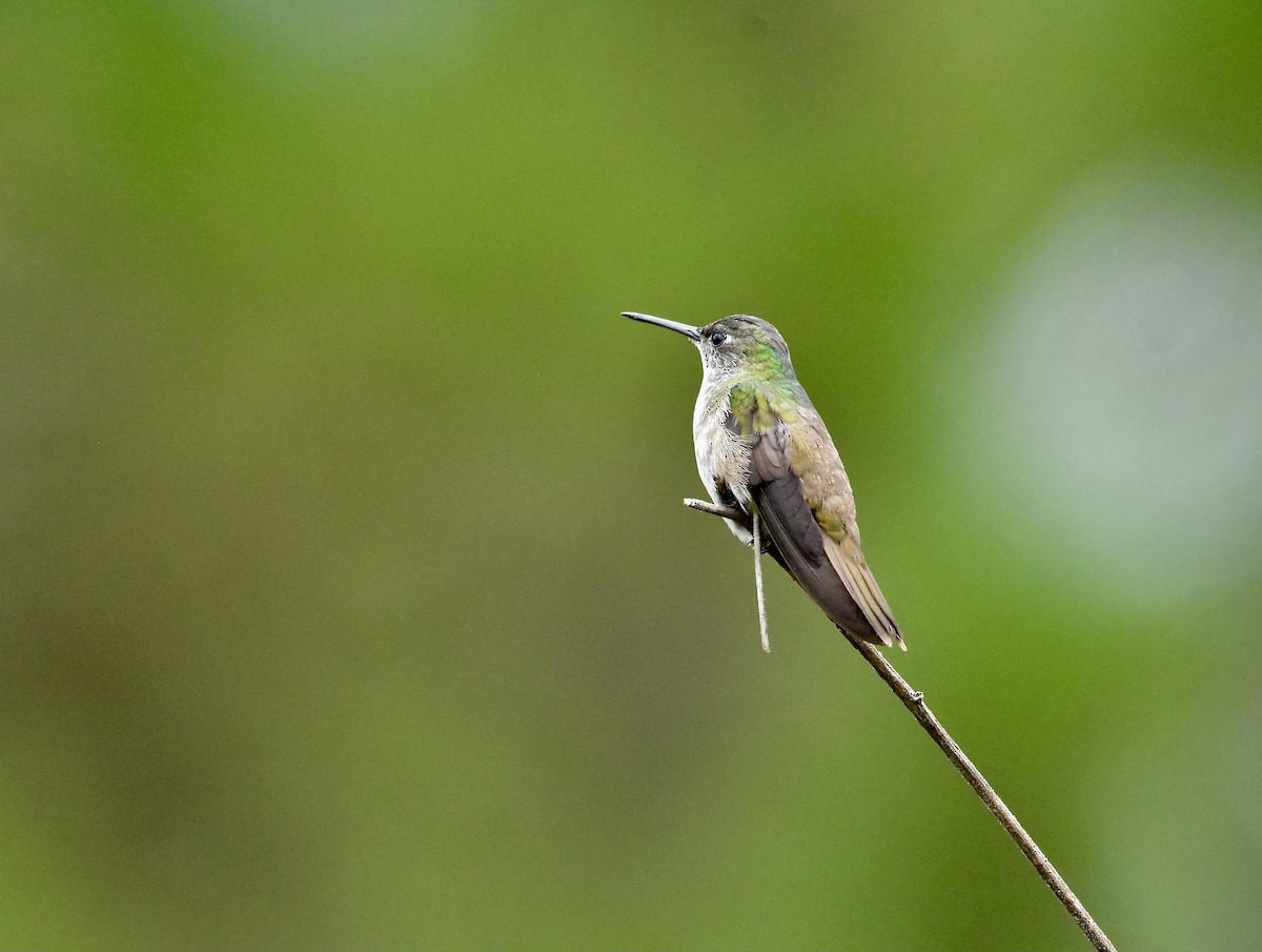 Azure-crowned Hummingbird - ML366811591