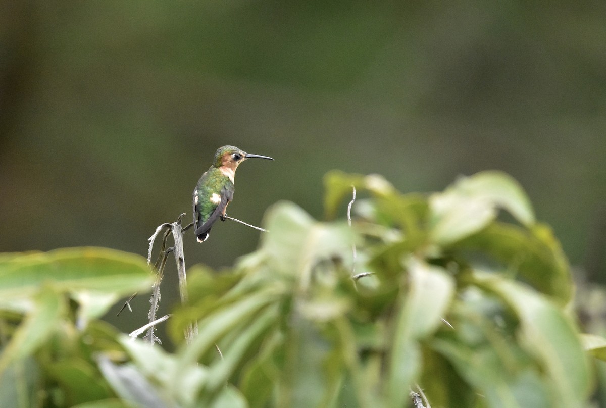 Sparkling-tailed Hummingbird - ML366815461