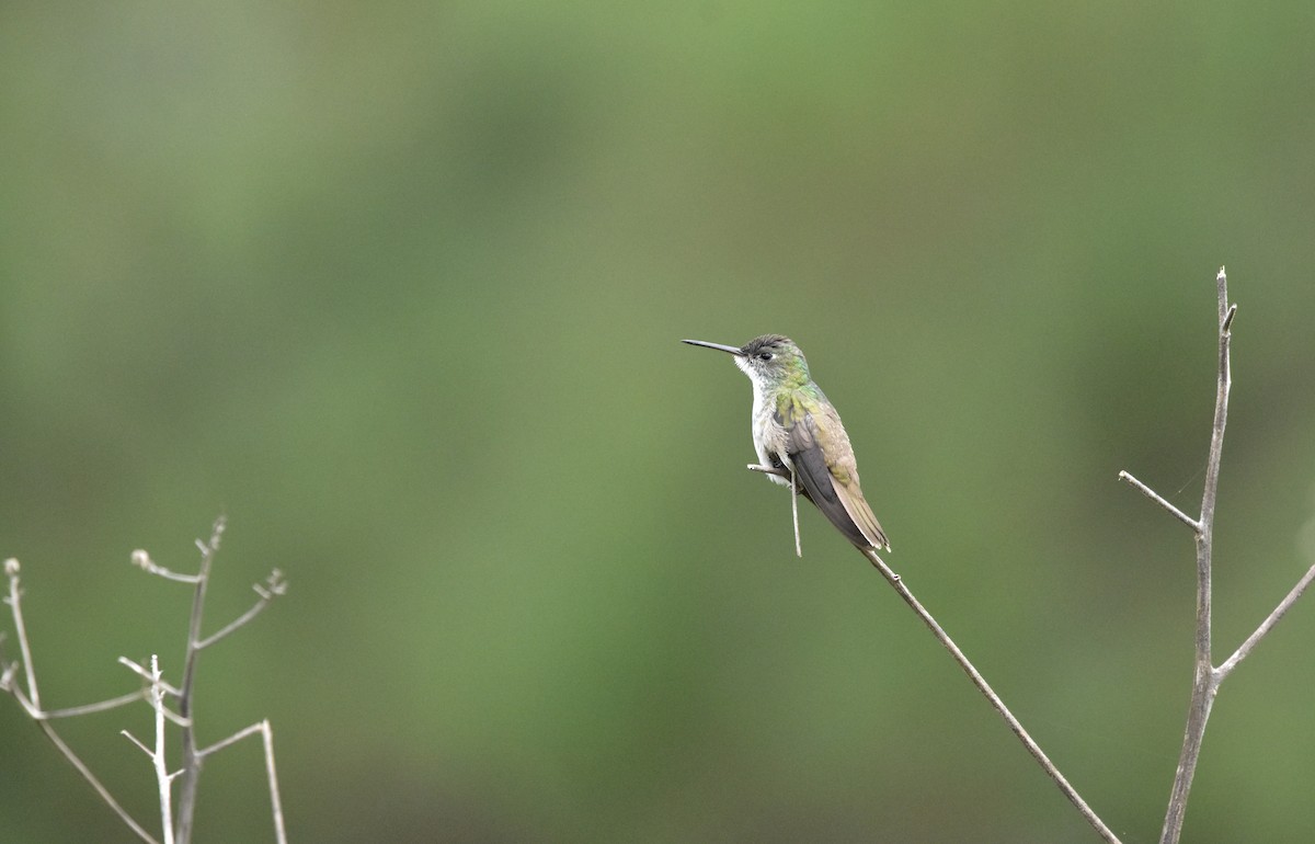 Azure-crowned Hummingbird - ML366818711