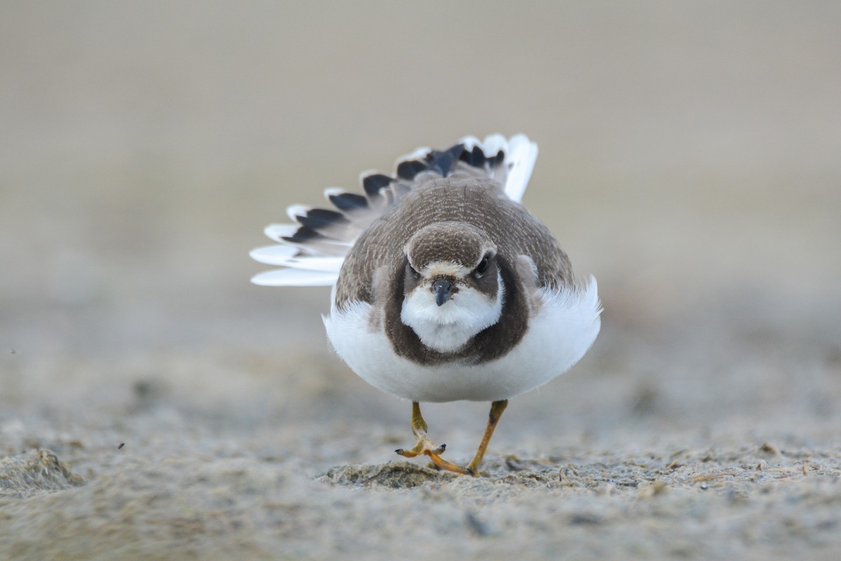 Semipalmated Plover - ML366818961
