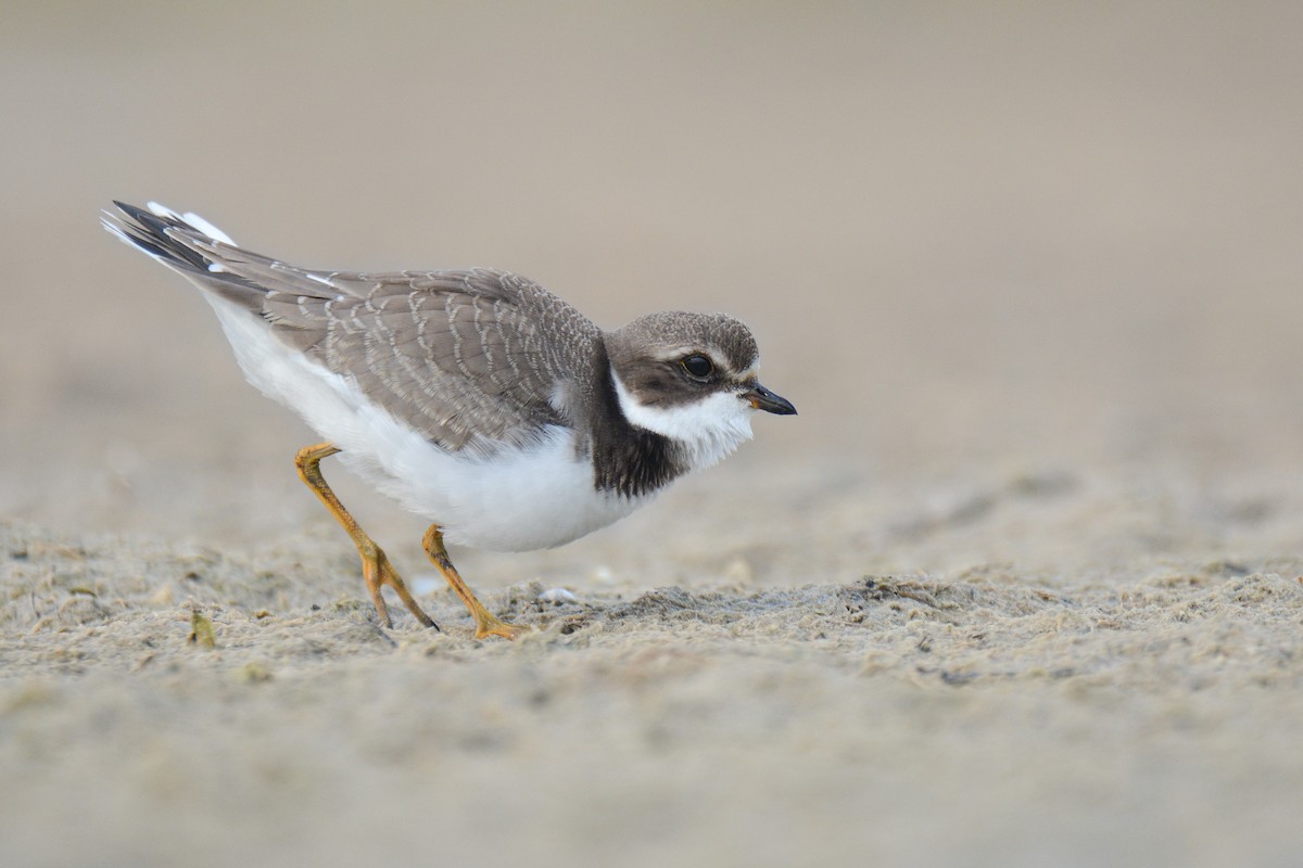 Semipalmated Plover - ML366818981