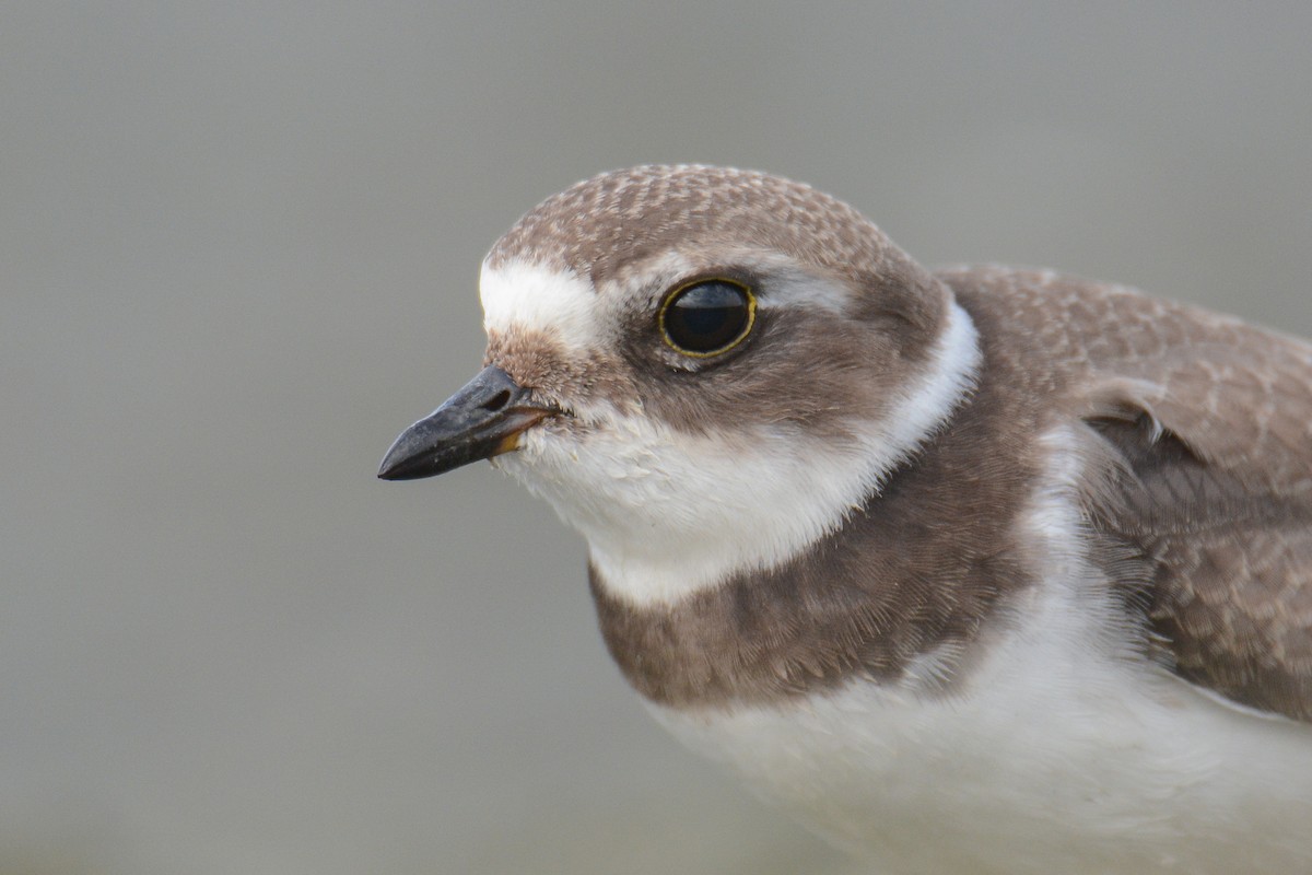 Semipalmated Plover - ML366819501