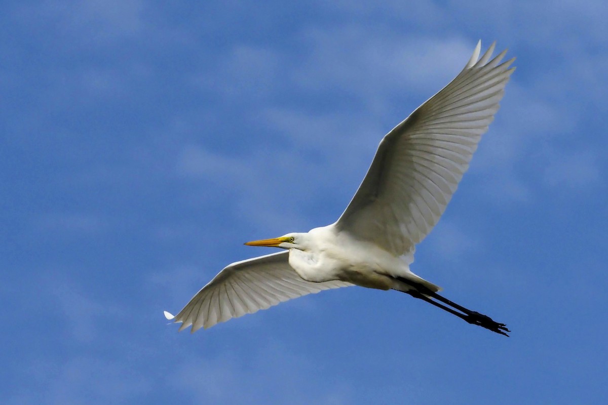 Great Egret - Nick  Kontonicolas