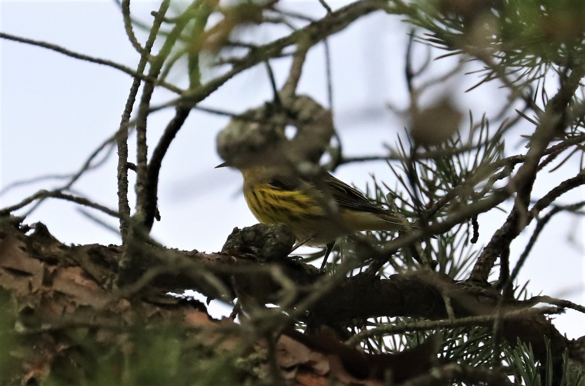 Cape May Warbler - ML366820901