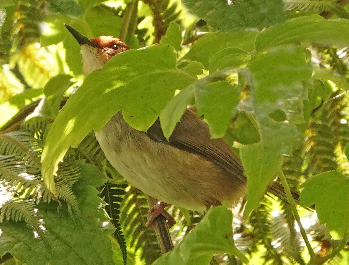 African Tailorbird - ML366823621