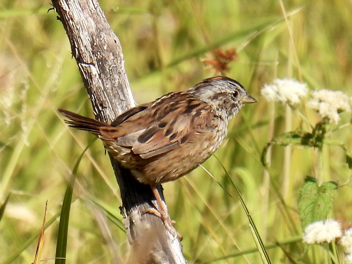 Swamp Sparrow - ML366829621