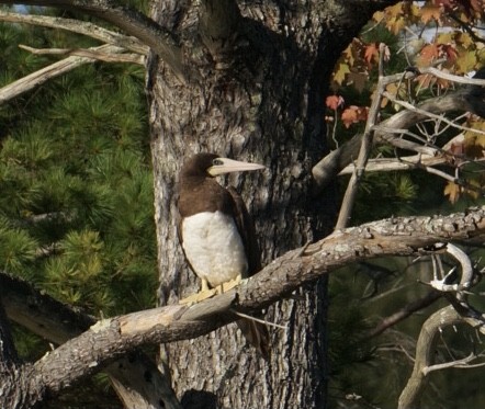 Brown Booby - ML366833351