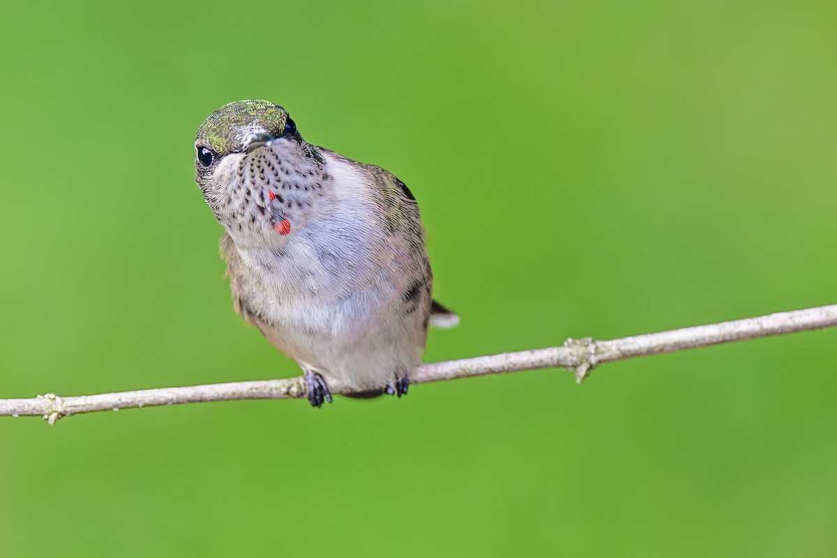 Ruby-throated Hummingbird - ML366834431