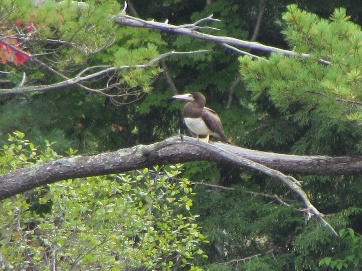 Brown Booby - ML366834901