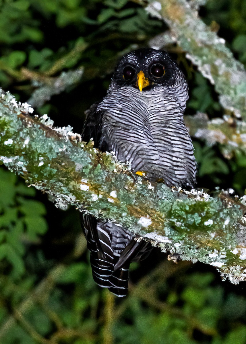 Black-and-white Owl - David Monroy Rengifo