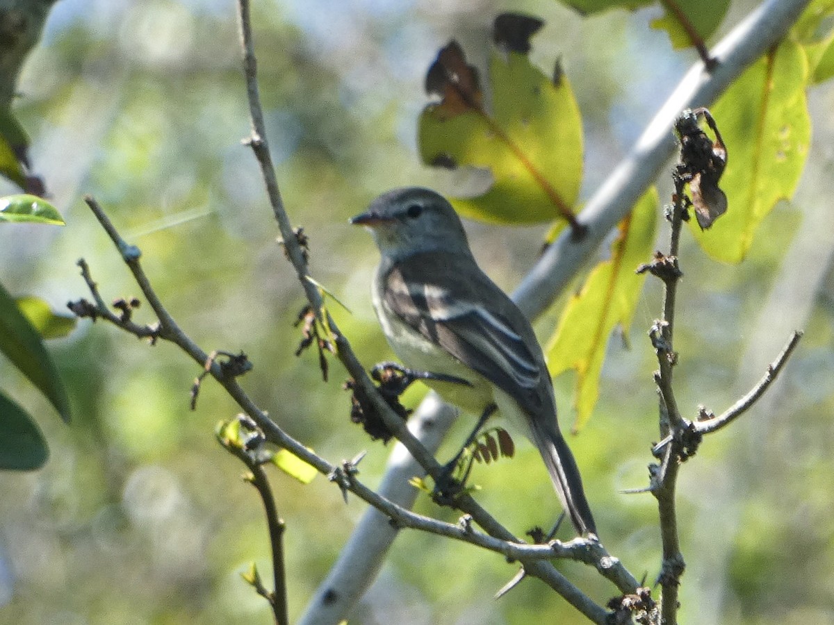 Southern Mouse-colored Tyrannulet - ML366838061
