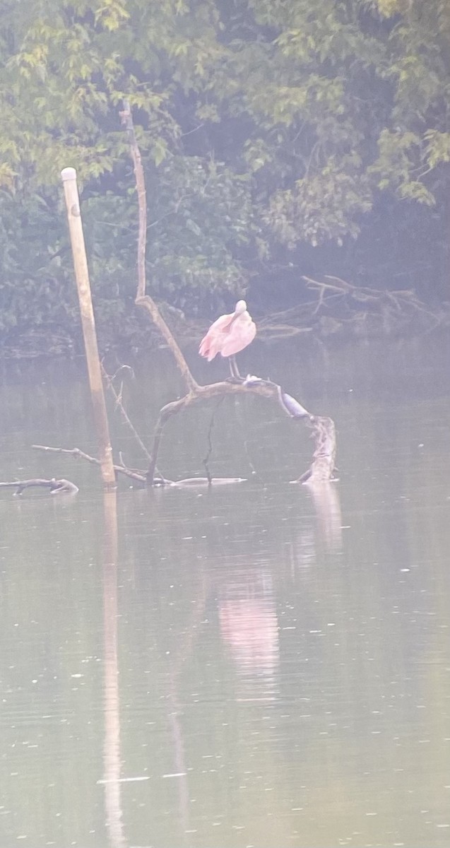 Ebird Checklist Sep Yellow Creek Hwy Tn Species