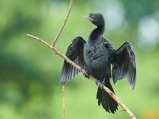  - Little Cormorant