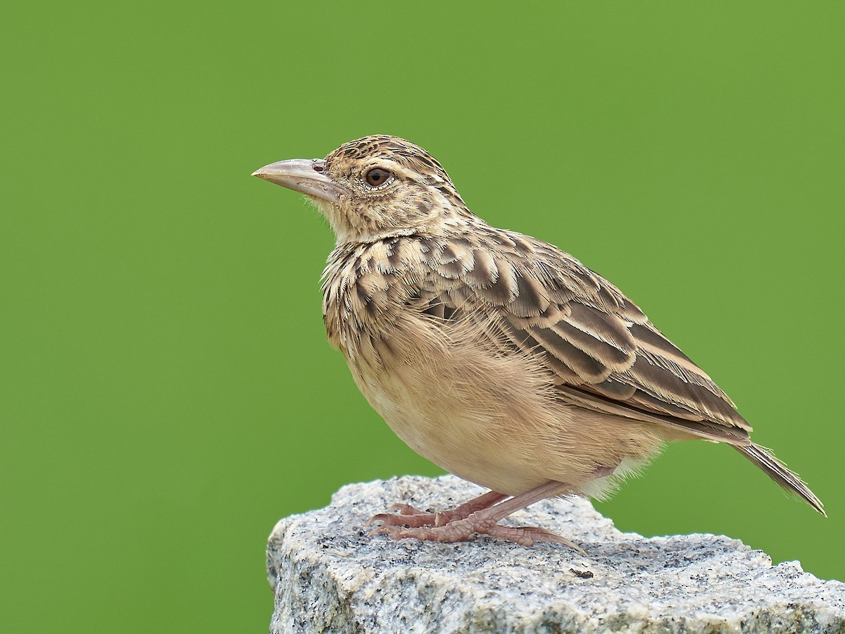 Jerdon's Bushlark - Mirafra affinis - Birds of the World