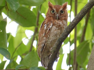  - Middle American Screech-Owl (Middle American)