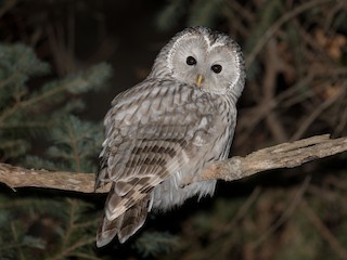  - Ural Owl