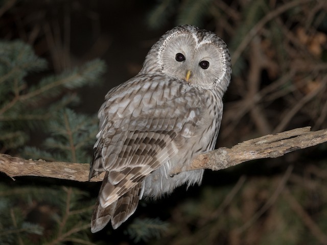  - Ural Owl - 