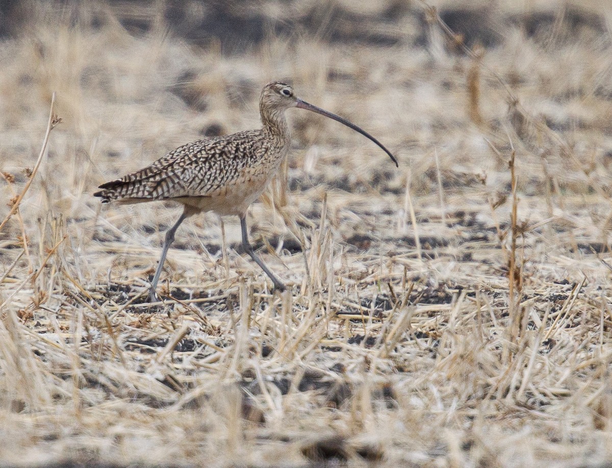 Long-billed Curlew - ML366860101