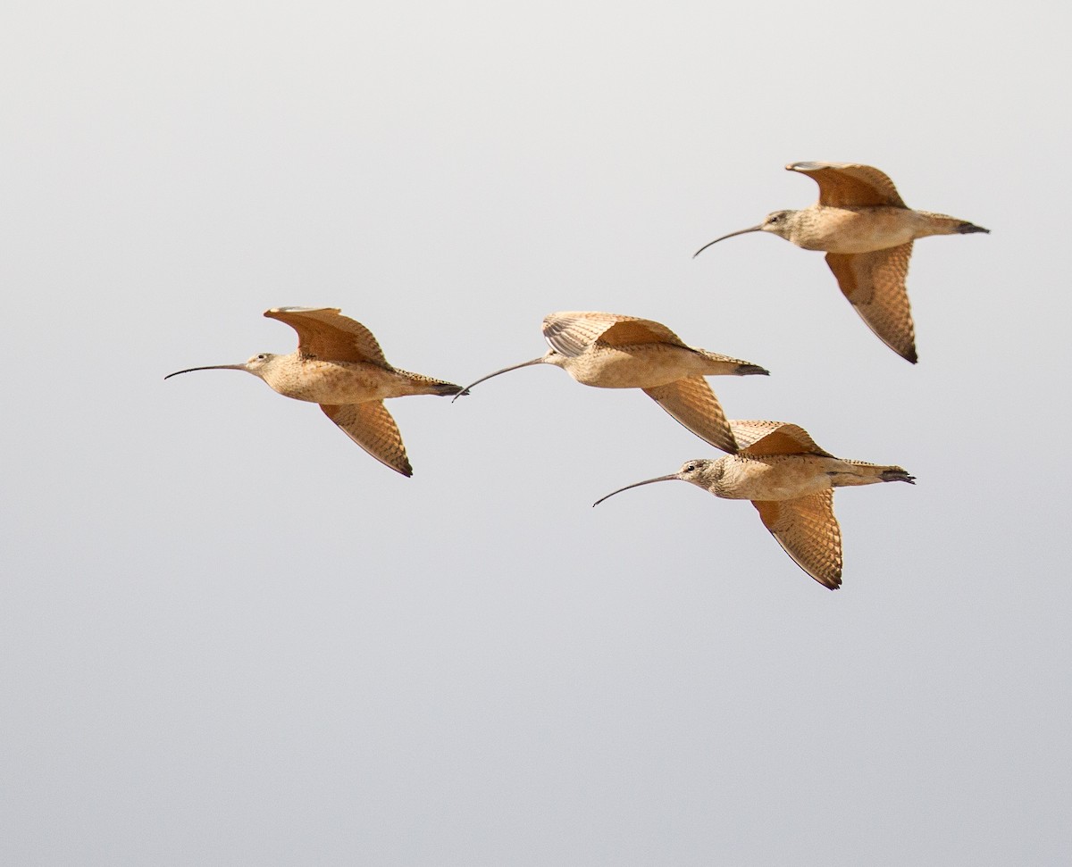 Long-billed Curlew - ML366860121
