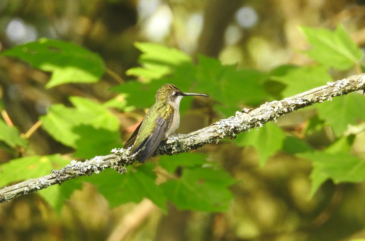 Ruby-throated Hummingbird - ML366860181