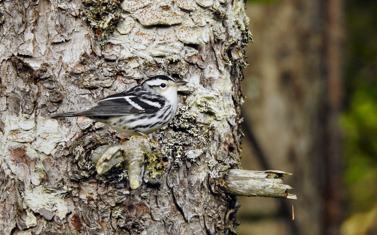 Black-and-white Warbler - ML366860371