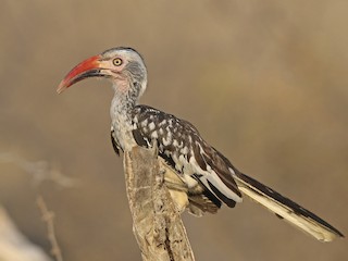  - Southern Red-billed Hornbill