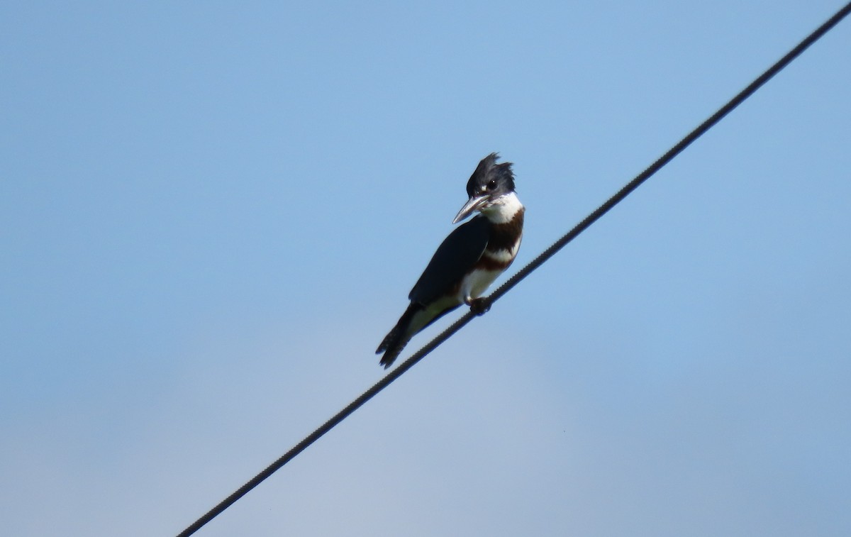 Belted Kingfisher - ML366862611