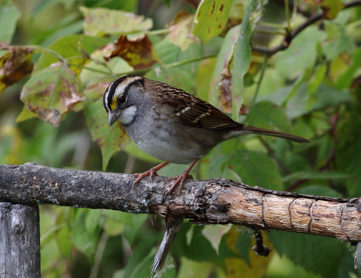White-throated Sparrow - David Bird