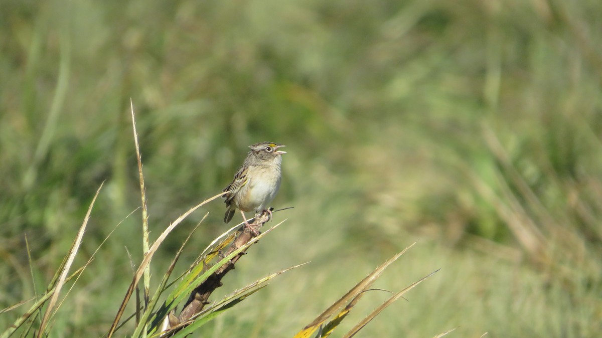 Grassland Sparrow - ML366864341