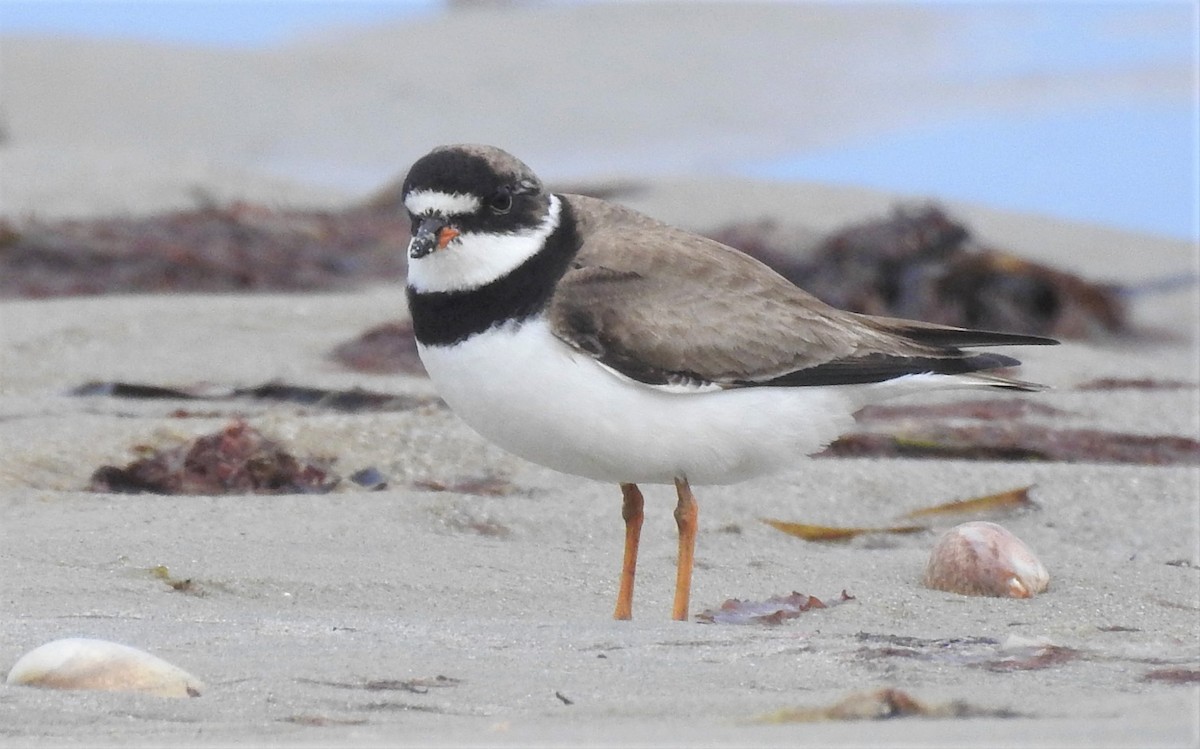 Semipalmated Plover - ML366865021