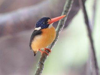  - Moluccan Dwarf-Kingfisher (North Moluccan)