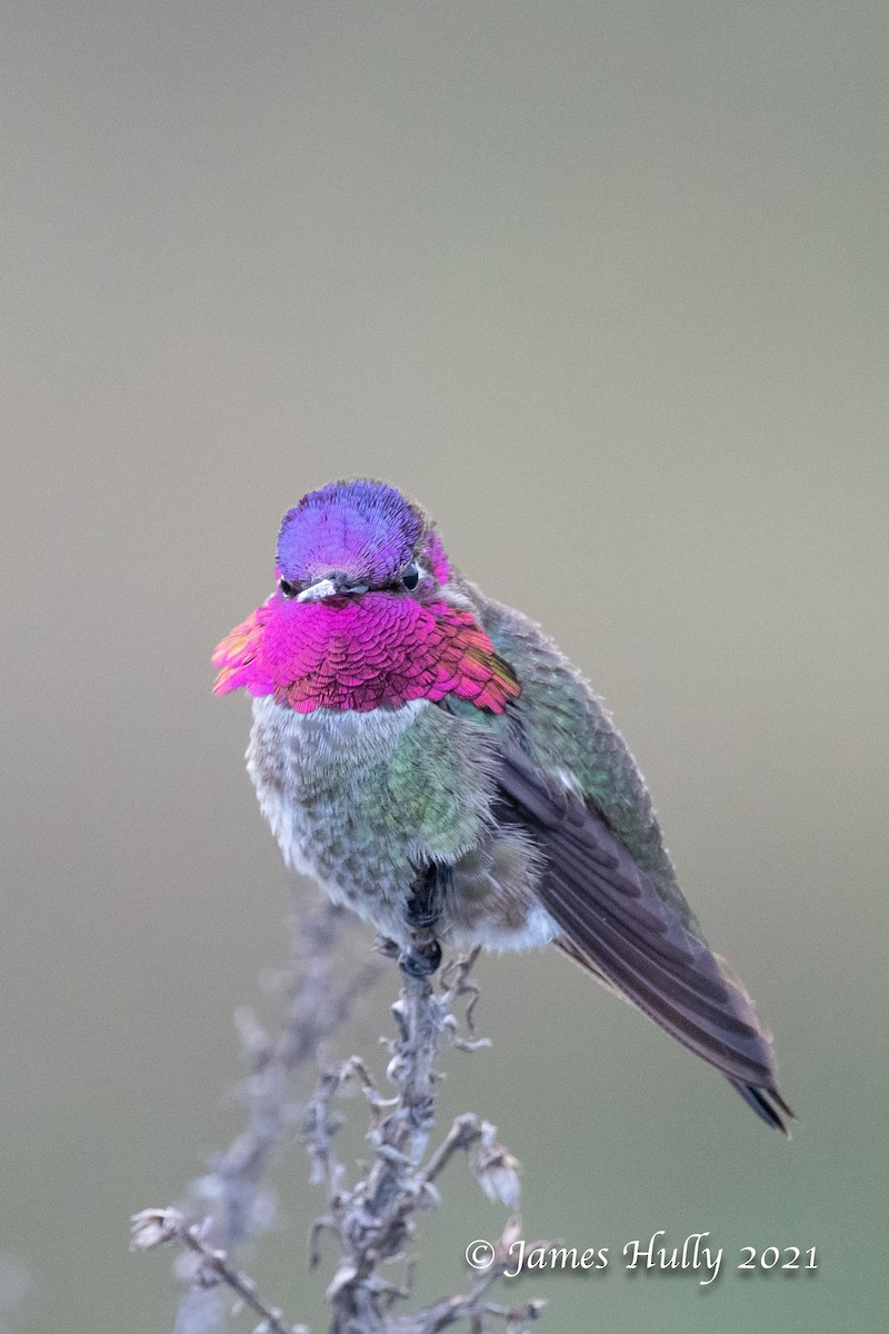 Anna's Hummingbird - ML366867631