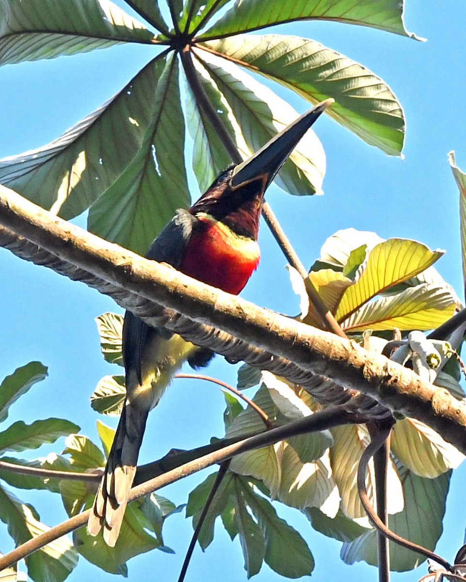 Red-necked Aracari (Western) - ML366867941